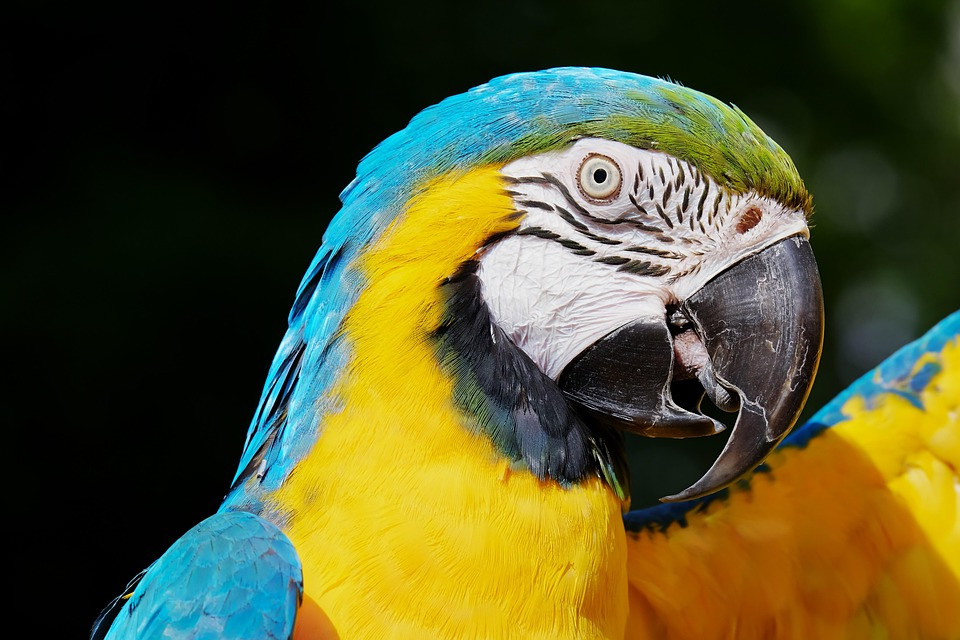 האם היינו מתחתנים איתם רק בגלל הסרטוני ההצעה שלהם? (וידאו)